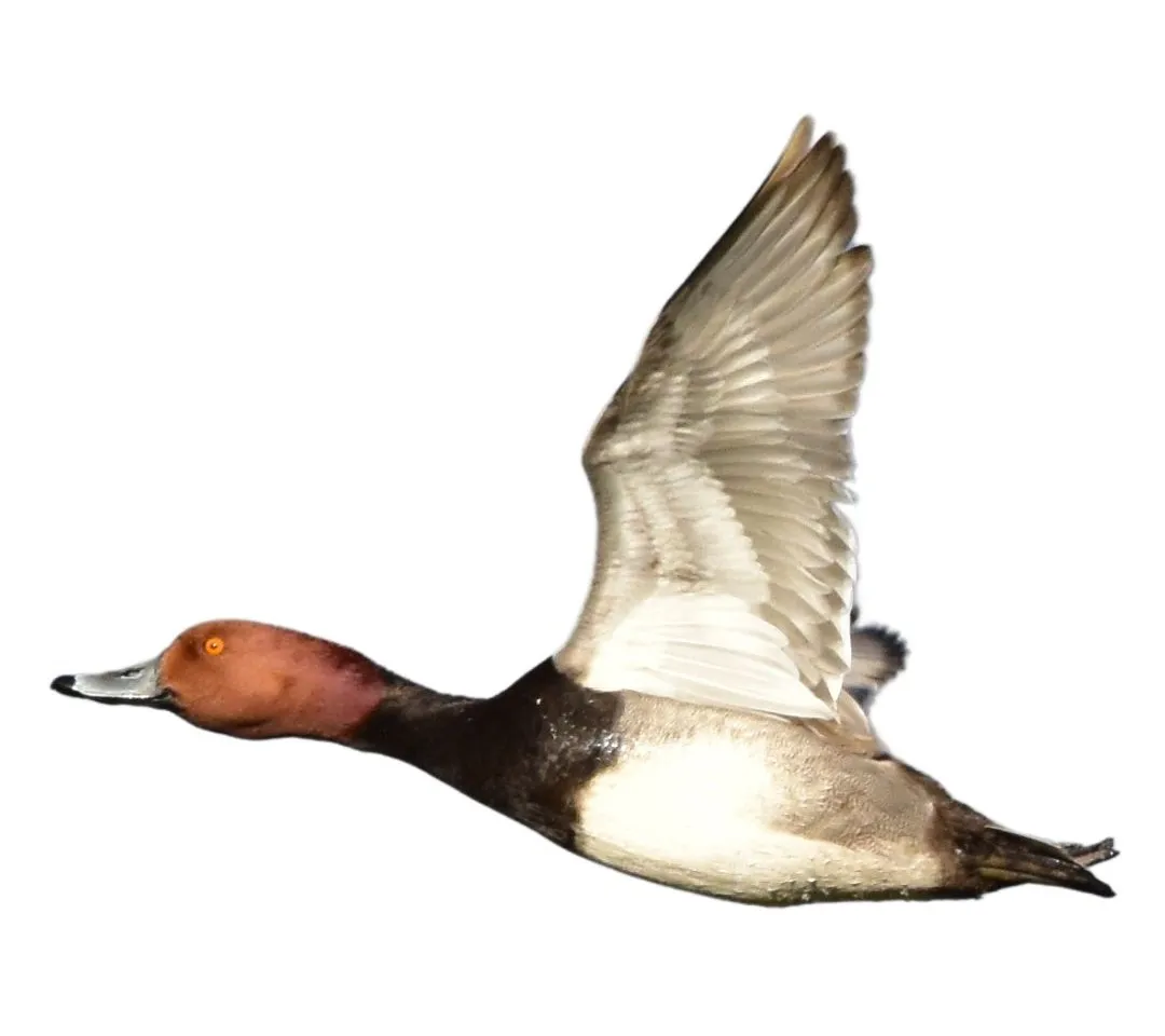 Redhead drake primary