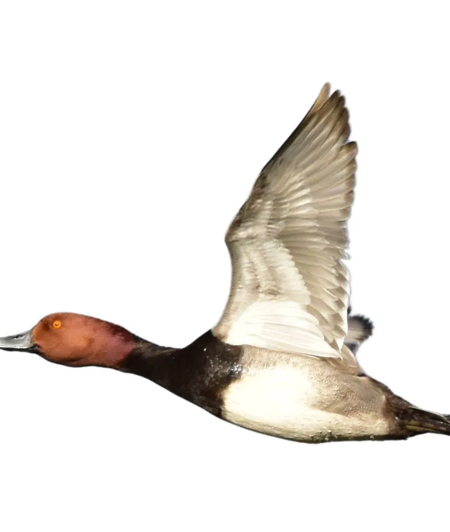 Redhead drake primary