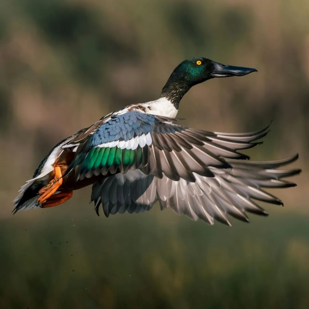 Northern shoveler drake duck flying2