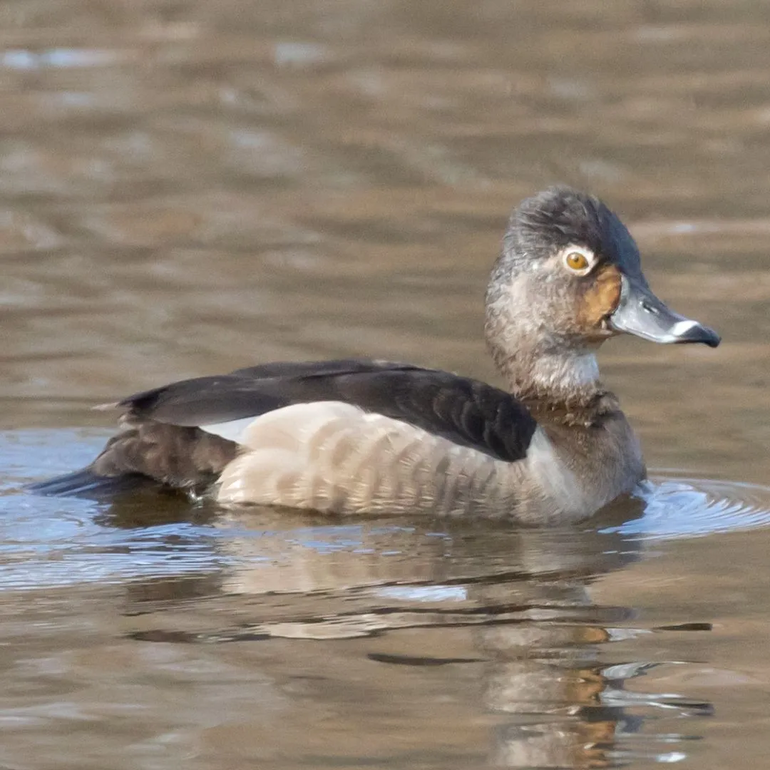 Ringnecked duck hen swimming