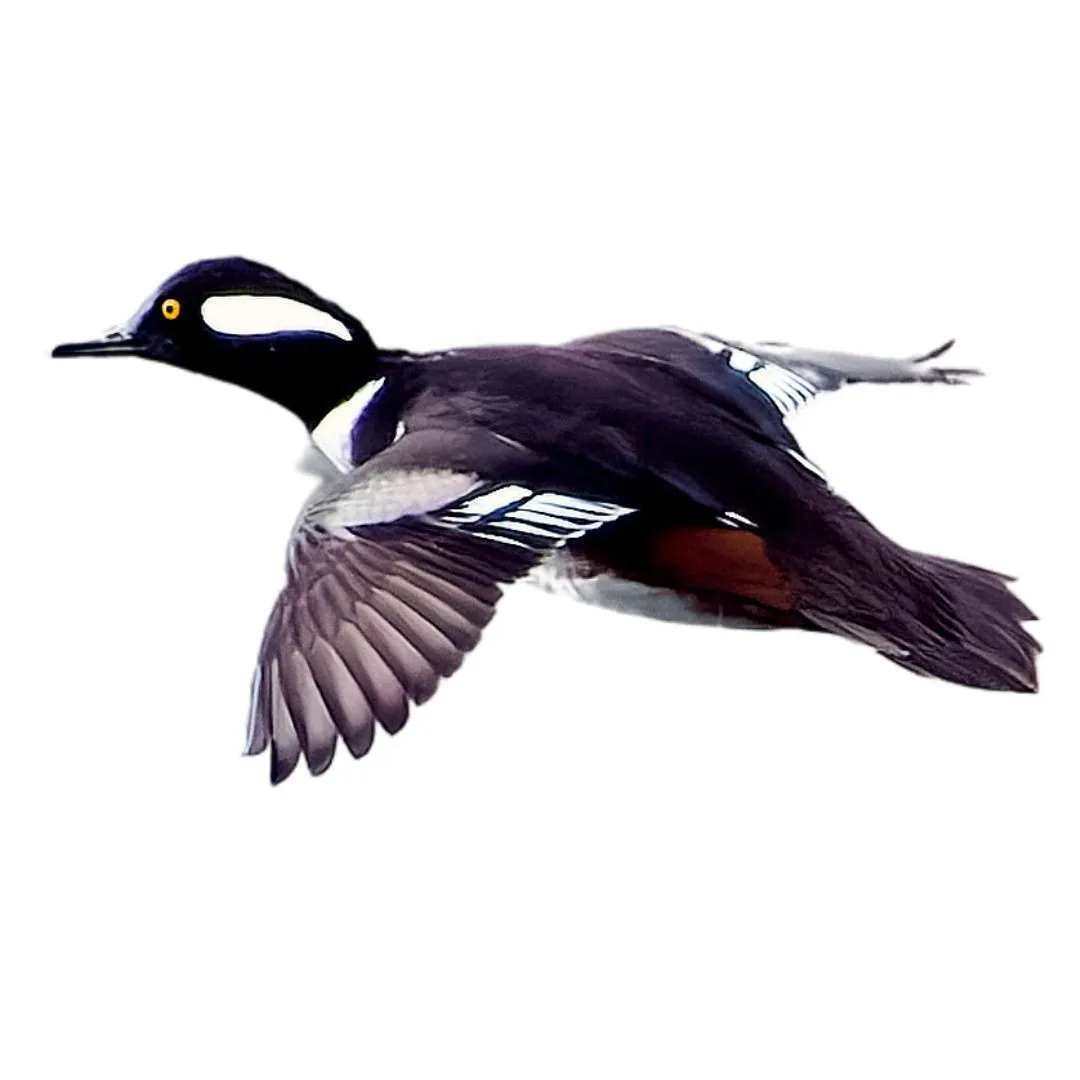 Hooded merganser drake primary