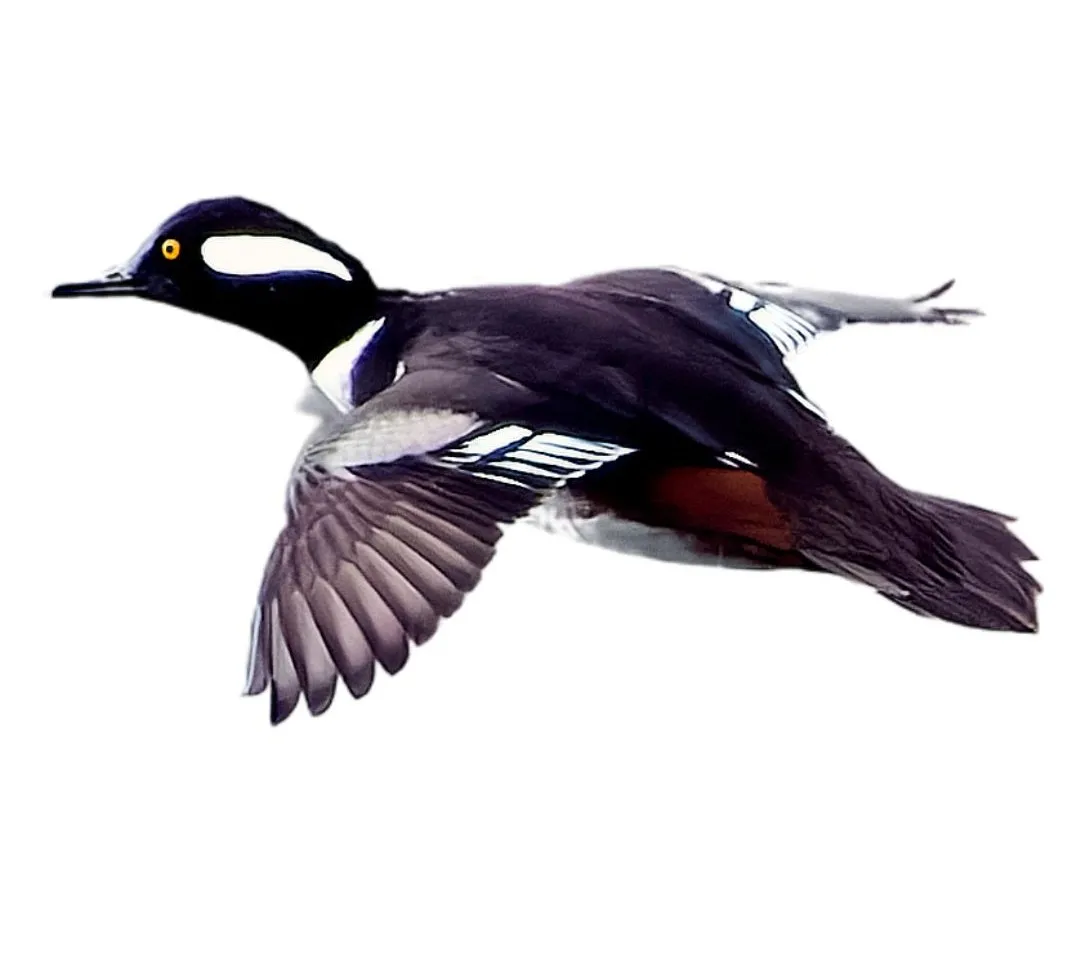 Hooded merganser drake primary