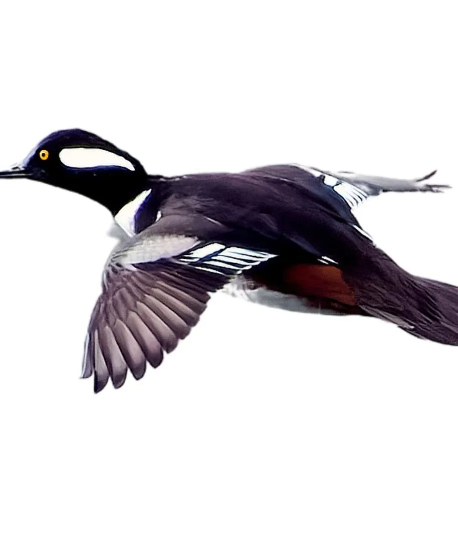 Hooded merganser drake primary