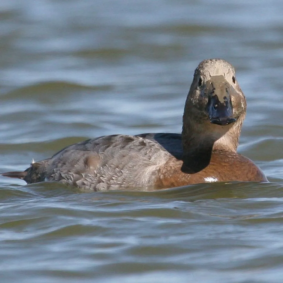 Canvasback hen swimming