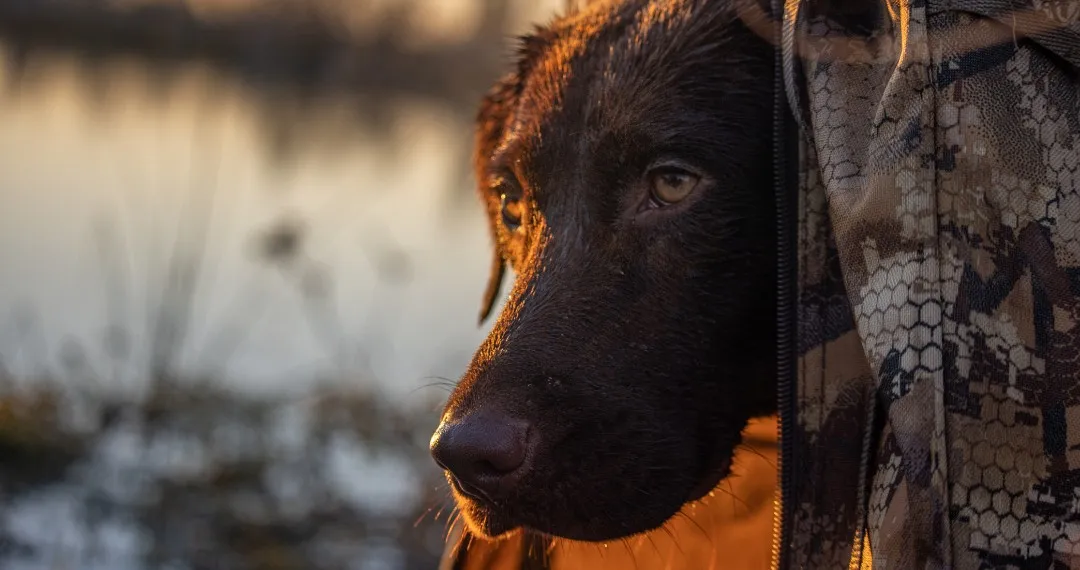 Chocolate Labrador retriever looking out from a camouflaged duck blind at first light