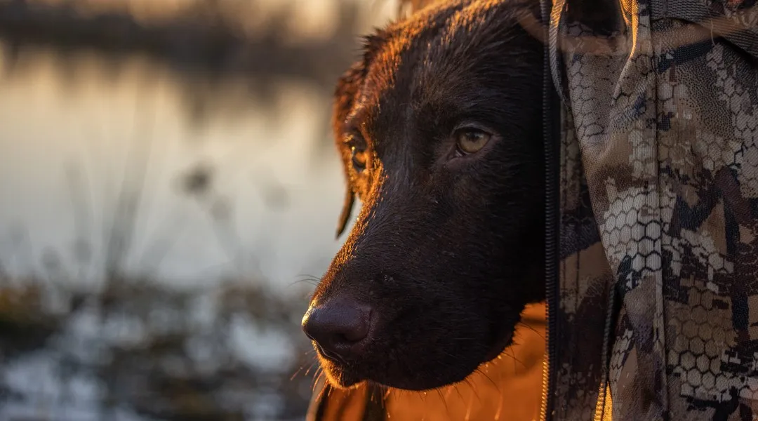 Chocolate Labrador retriever looking out from a camouflaged duck blind at first light