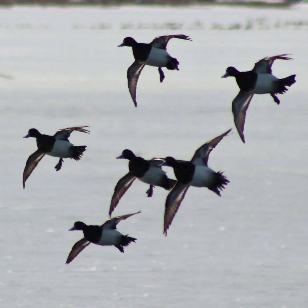 Scaup flying