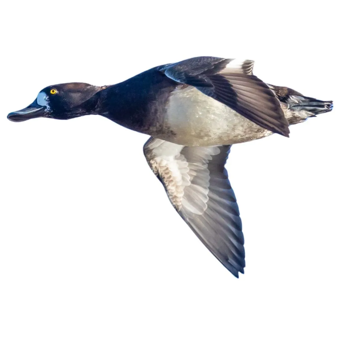 Scaup hen primary
