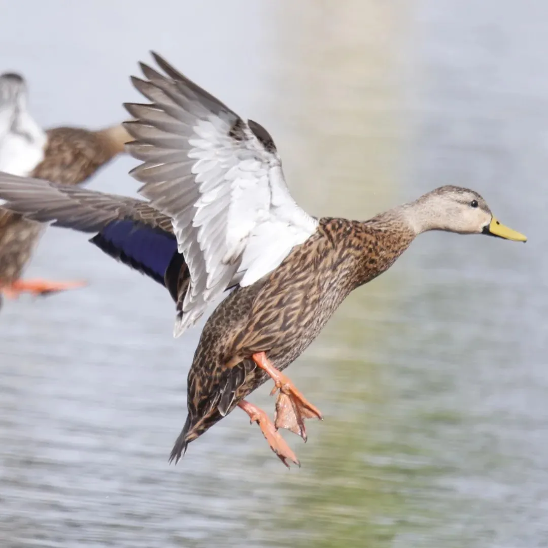 Mottled duck drake flying
