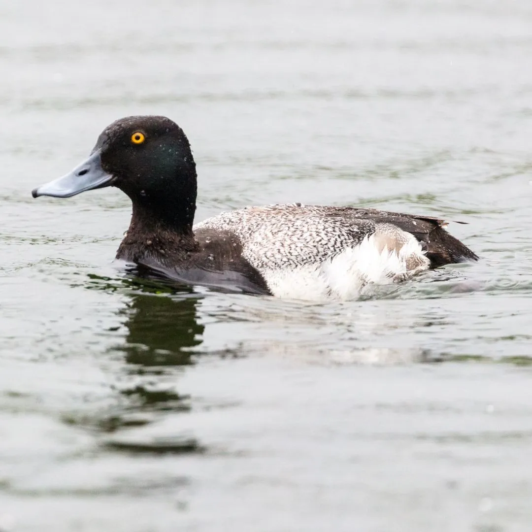 Scaup drake swimming