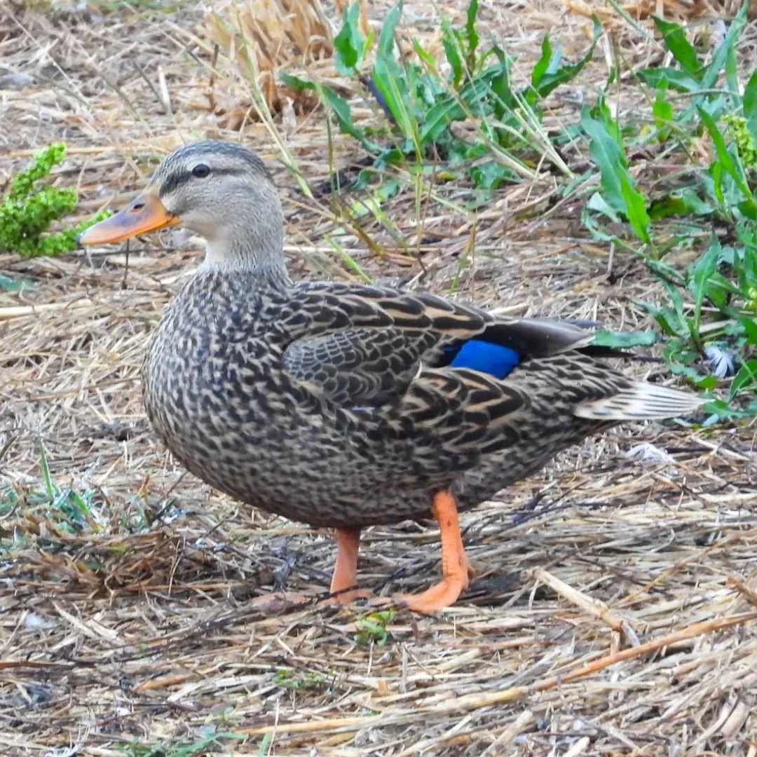 Mottled duck hen standing