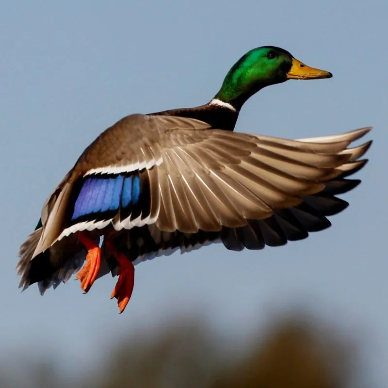 Mallard drake flaring to land, wings spread to show the white-bordered blue speculum