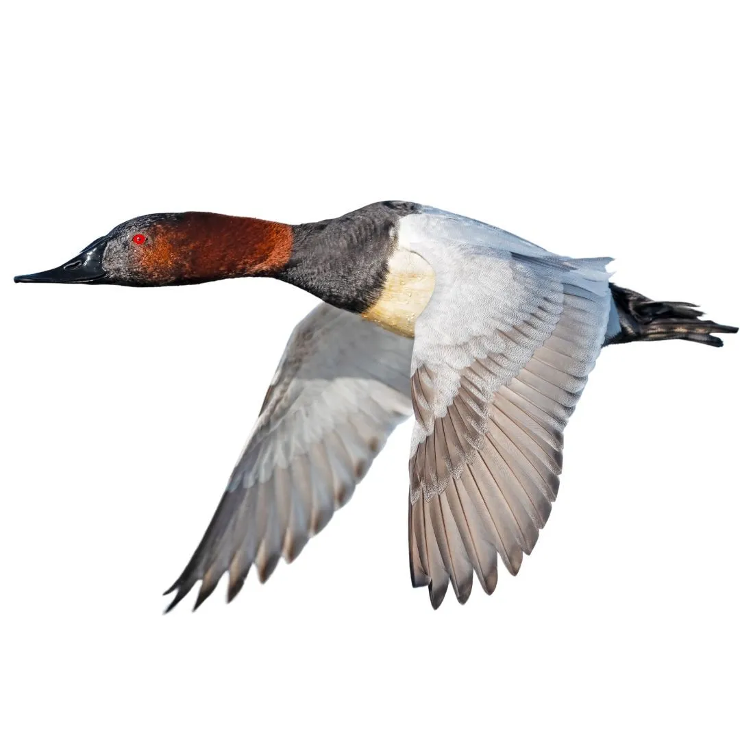 Canvasback drake in flight, with a chestnut head, red eye, black chest and white body