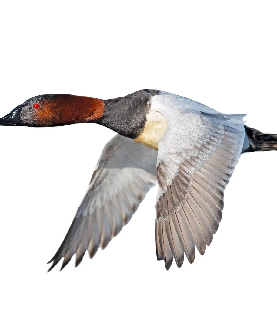 Canvasback drake in flight, with a chestnut head, red eye, black chest and white body