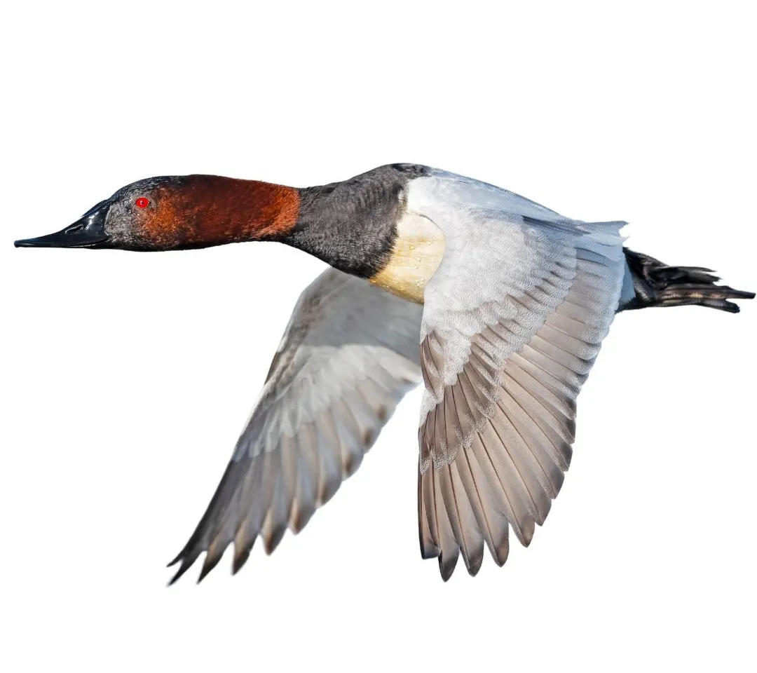 Canvasback drake in flight, with a chestnut head, red eye, black chest and white body