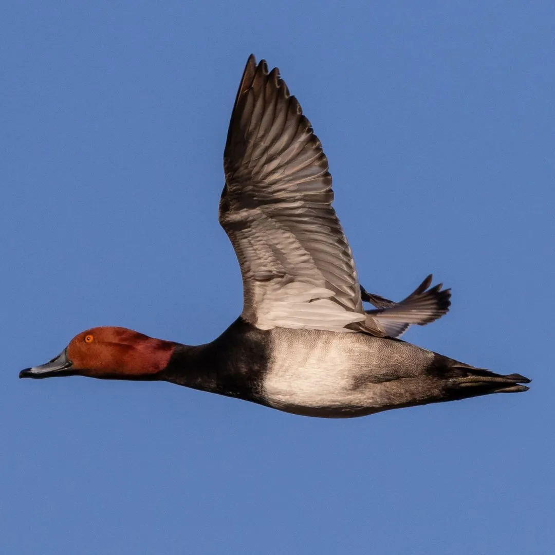 Redhead duck drake flying 3