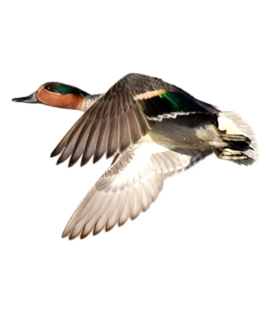 Green winged teal drake primary