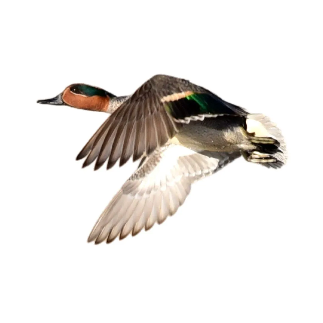 Green winged teal drake primary