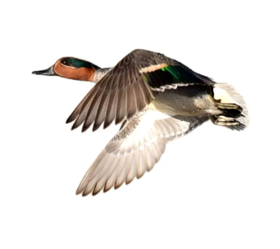 Green winged teal drake primary