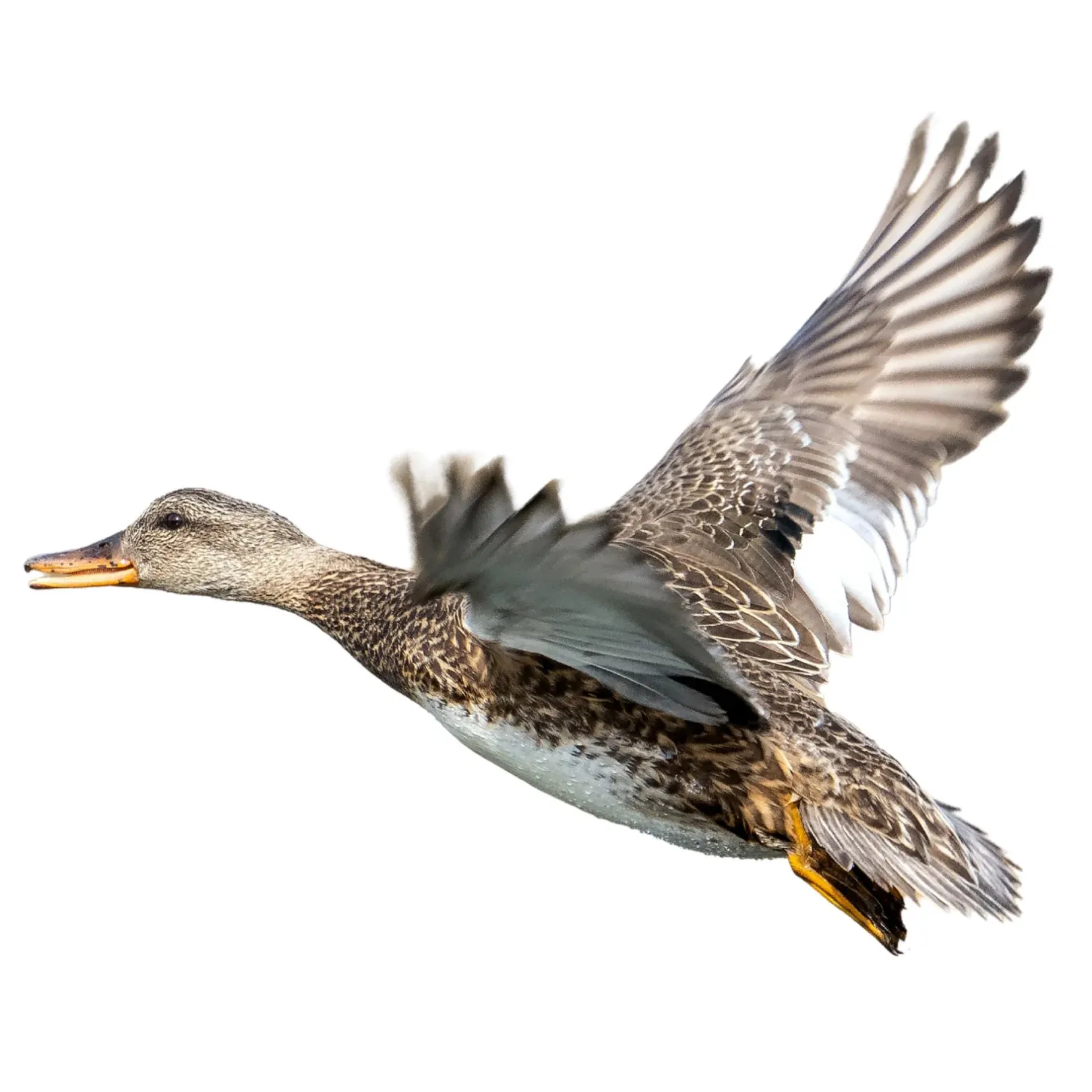 Gadwall hen primary2
