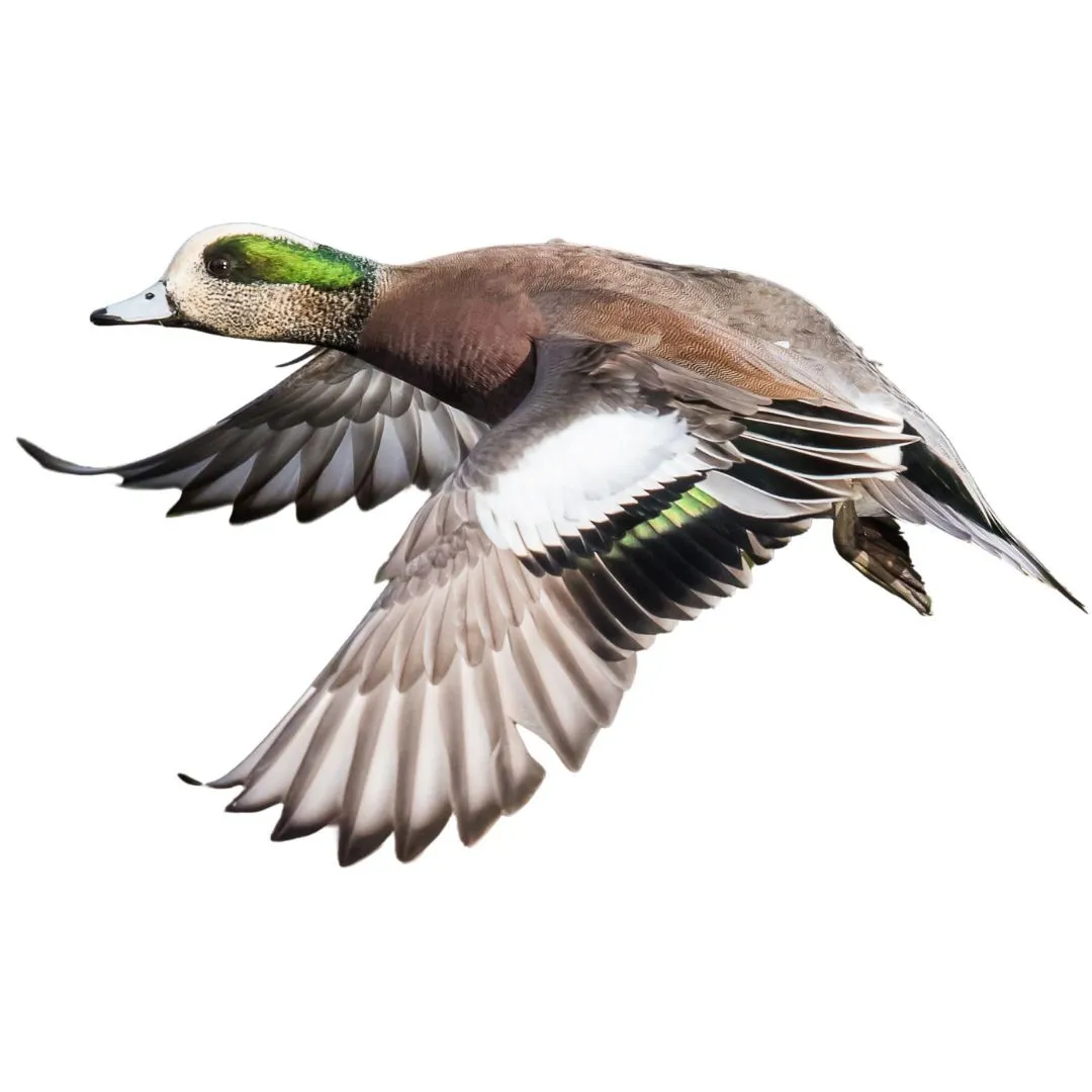 American wigeon drake1