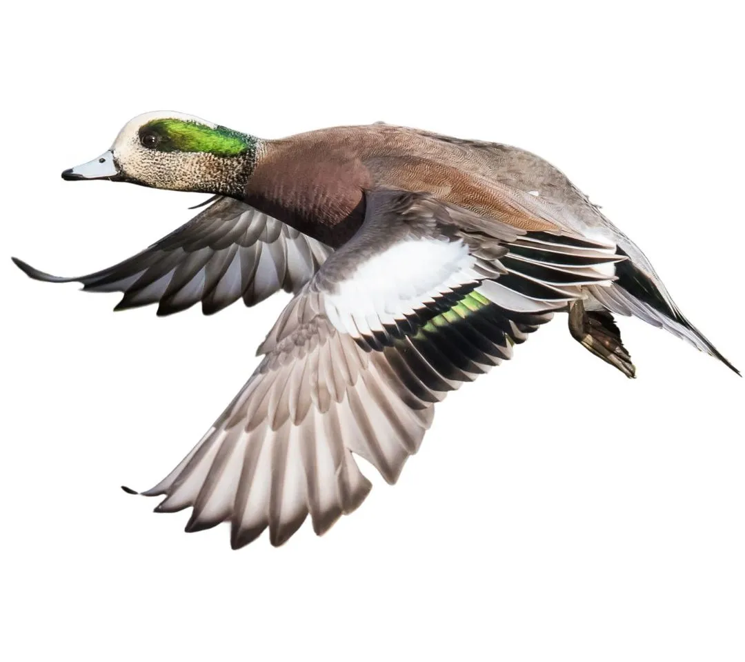 American wigeon drake1