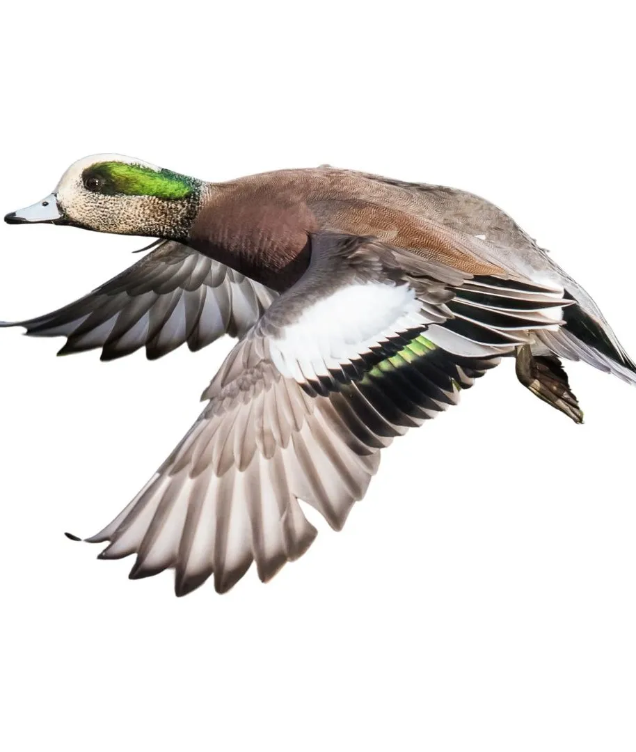 American wigeon drake1