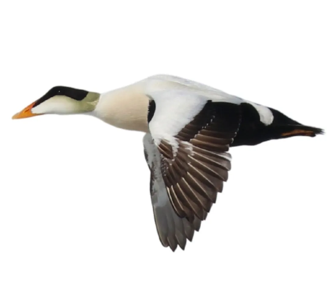 Common eider identification