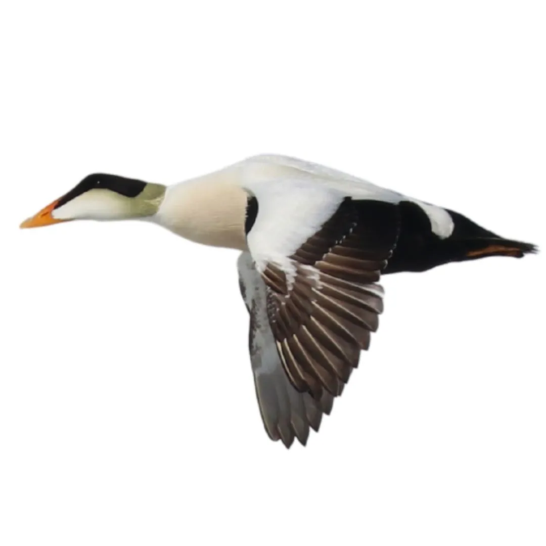 Common eider identification
