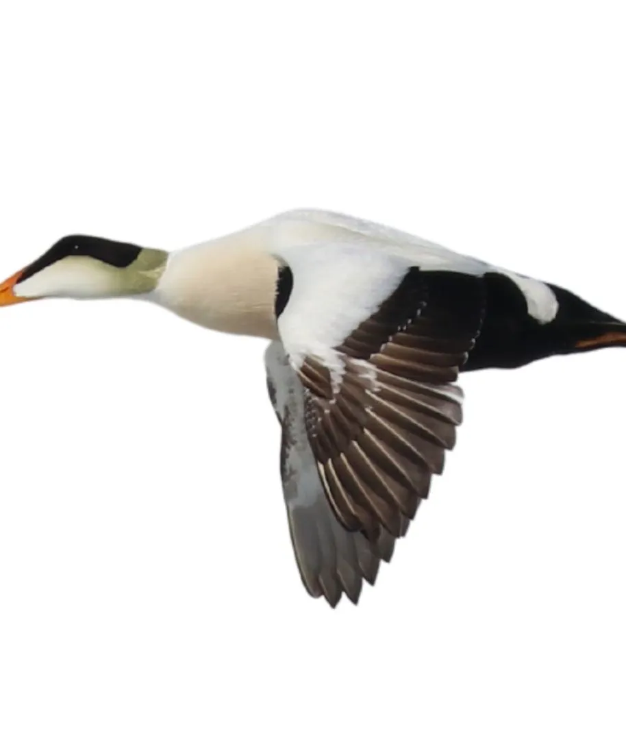 Common eider identification