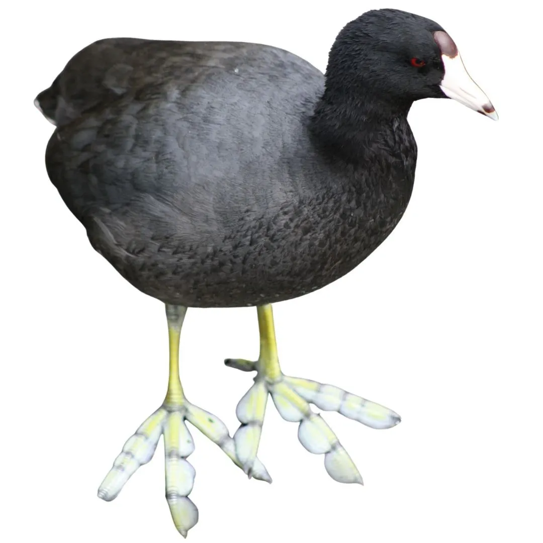 Coot primary 2