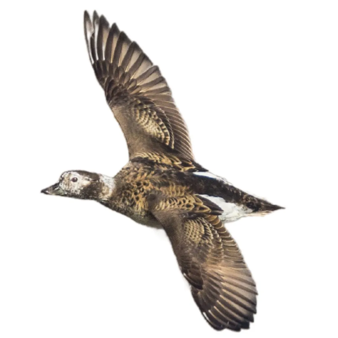 Long tailed duck hen primary