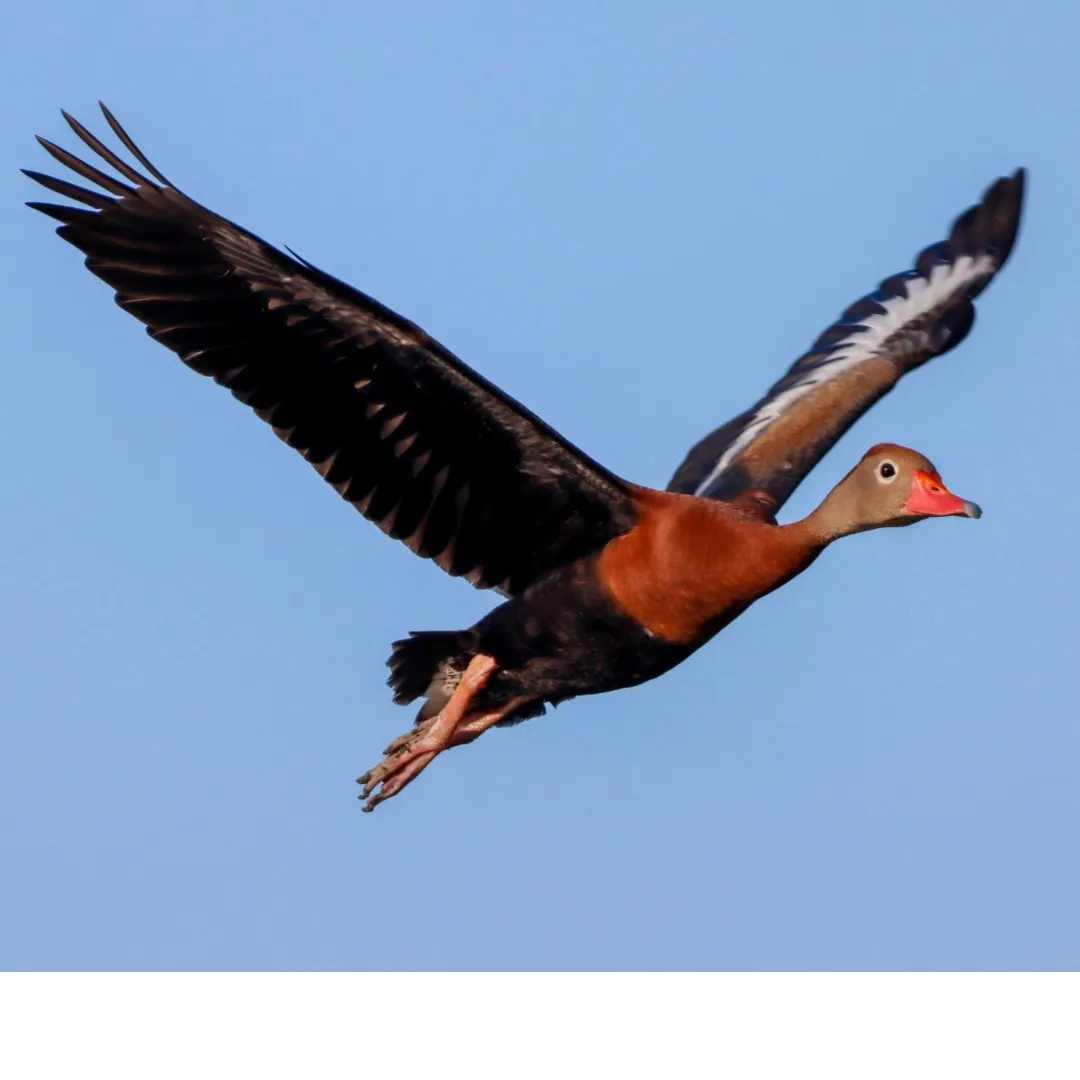 Whistling duck black bellied