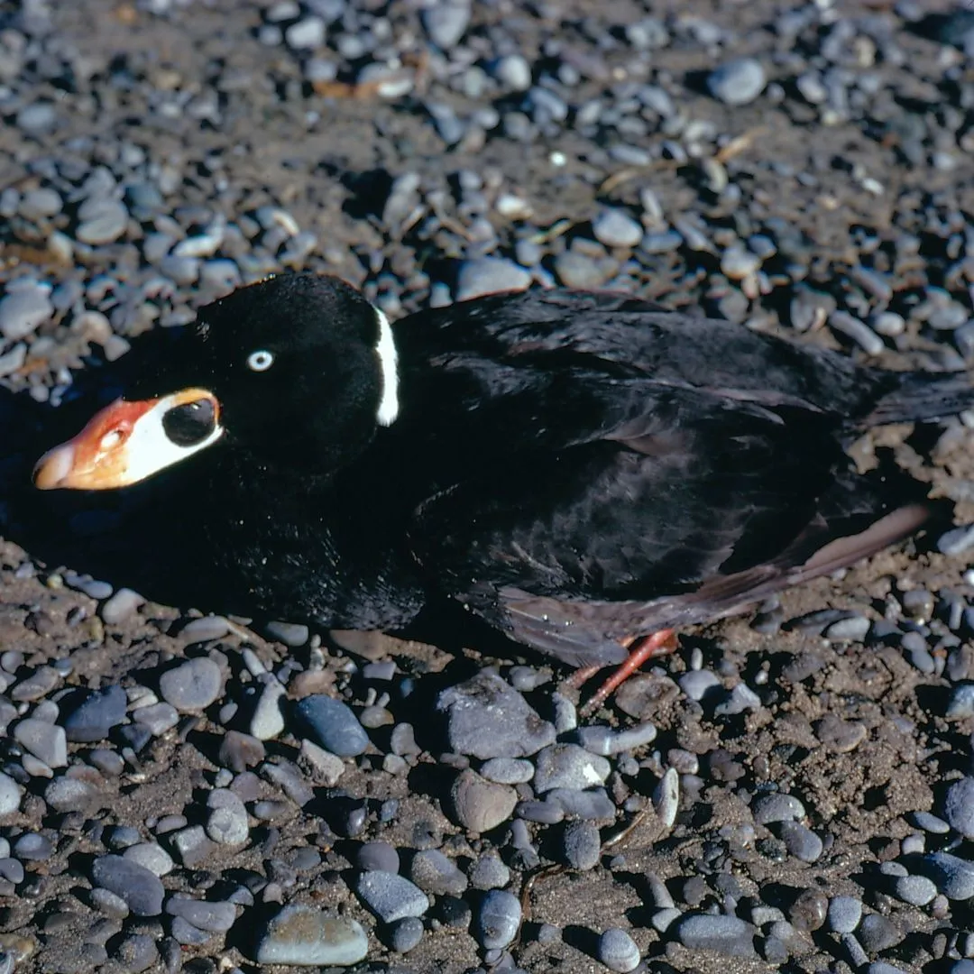 Surf scoter drake