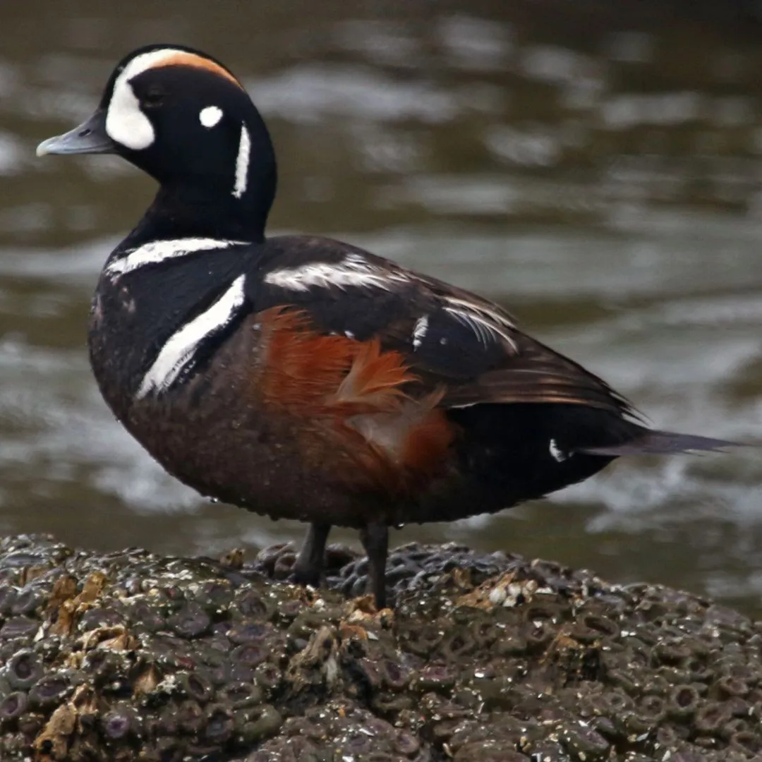 Harlequin drake 2