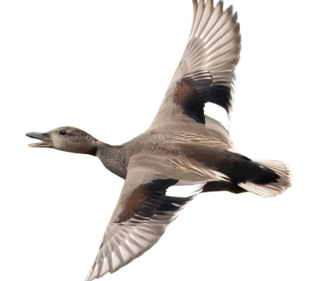 Gadwall drake
