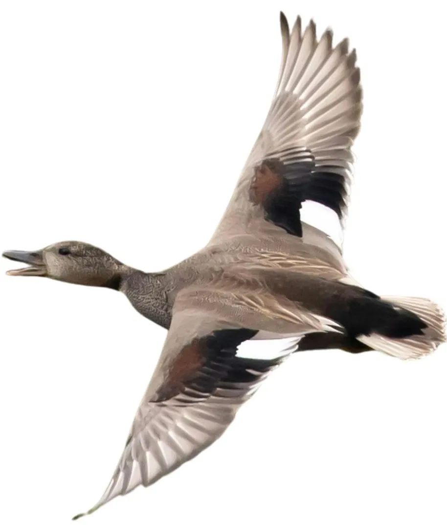 Gadwall drake