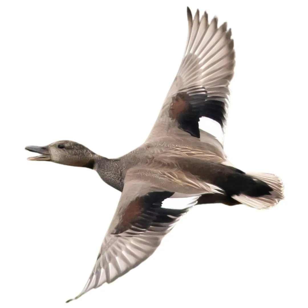Gadwall drake