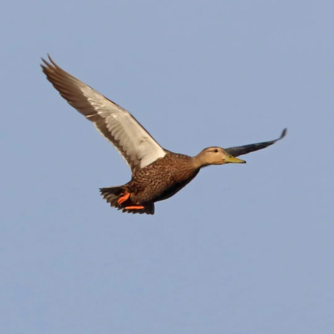 Mexican duck drake flying