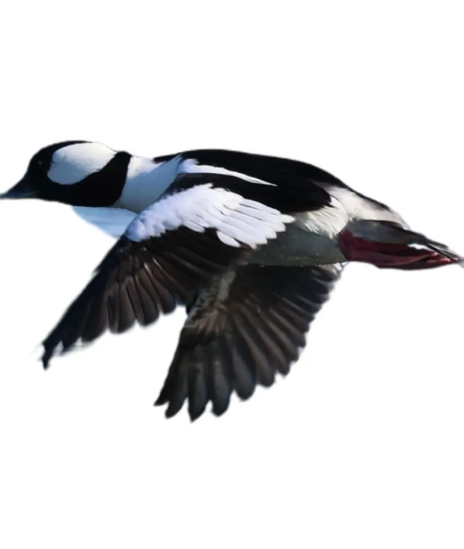 Bufflehead drake primary