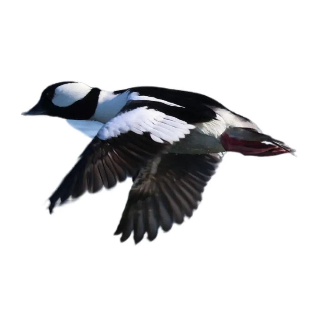 Bufflehead drake primary