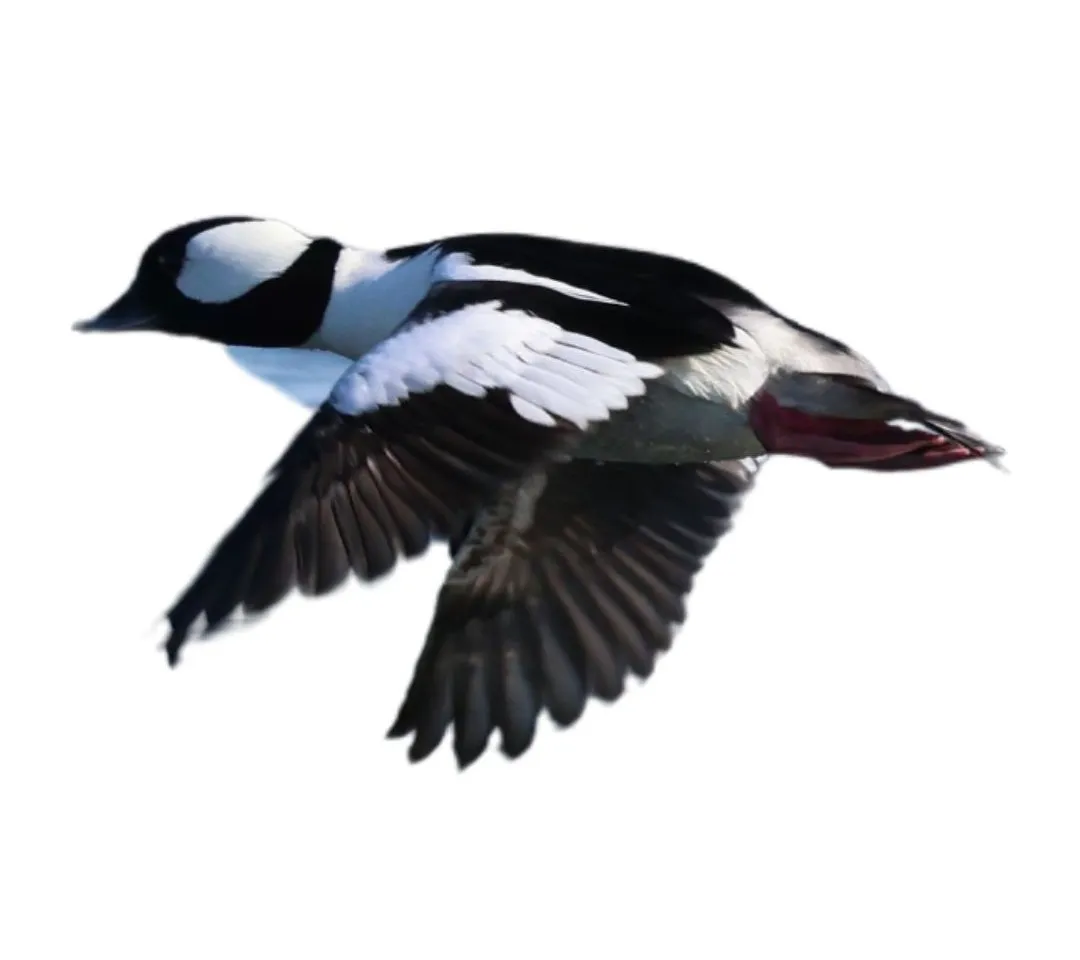 Bufflehead drake primary