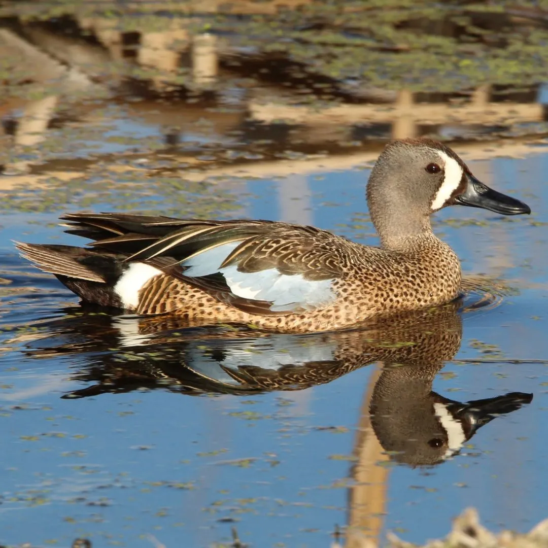 Blue winged teal drake duck 1
